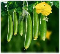 Manufacturers Exporters and Wholesale Suppliers of Ridge Gourd Hybrid Seeds Hyderabad Andhra Pradesh